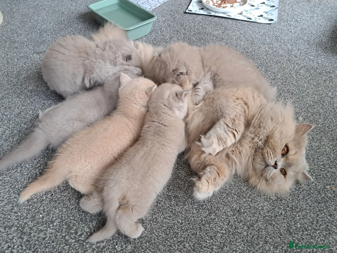 British Shorthair cats for sale: Chunky BSH&BLH kittens - Advert 2