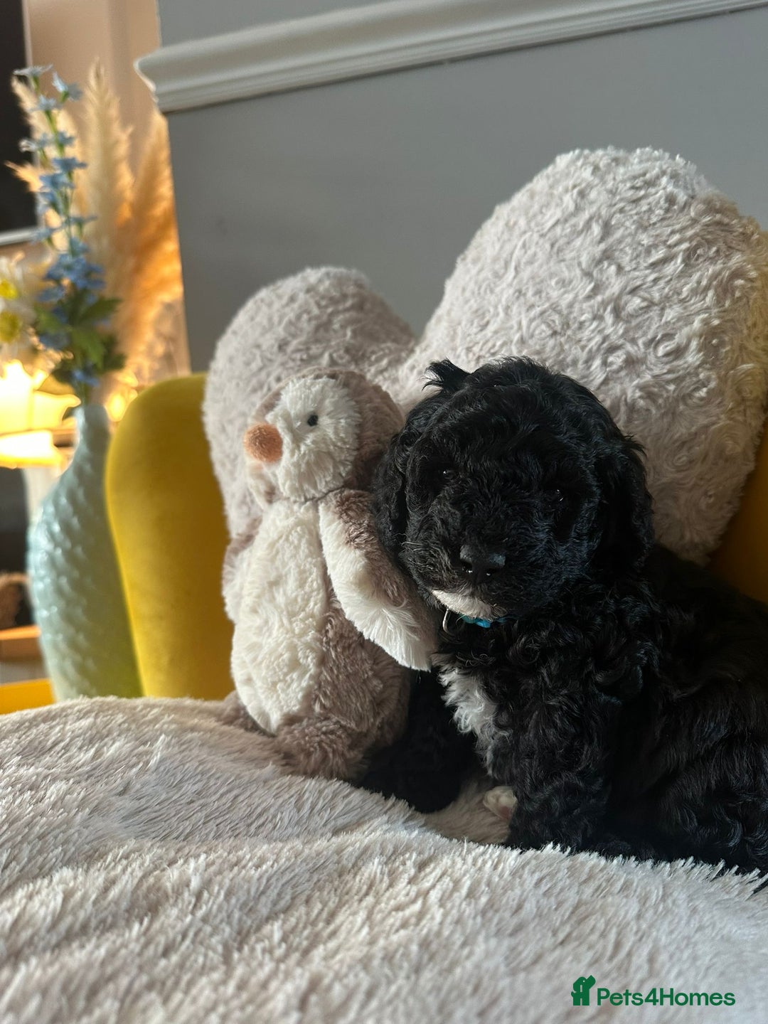 Schnoodle dogs for sale: Schnoodle Puppies - Advert 11