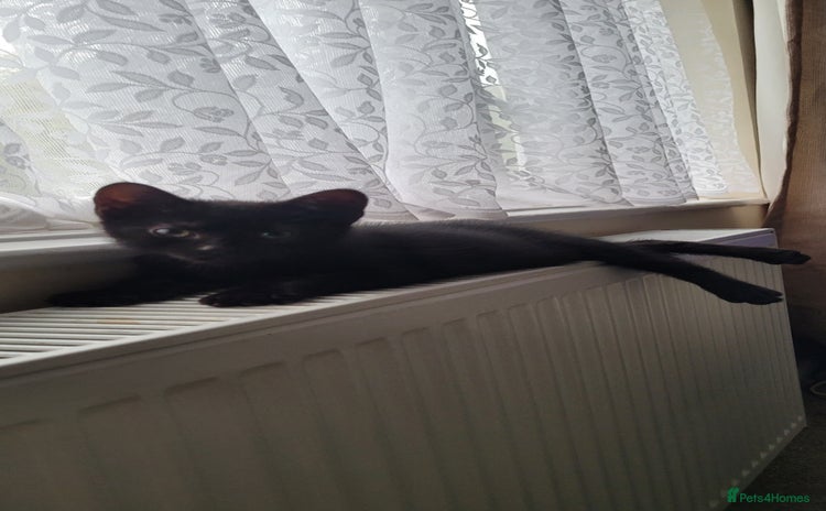 Domestic Shorthair cats - Advert 4