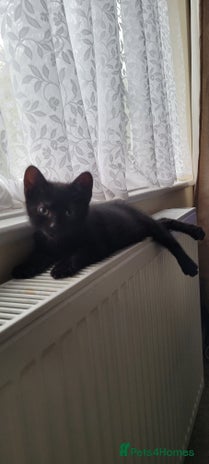 Domestic Shorthair cats - Advert 2