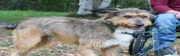 Mixed Breed dogs for adoption: Mursi  - Advert 3