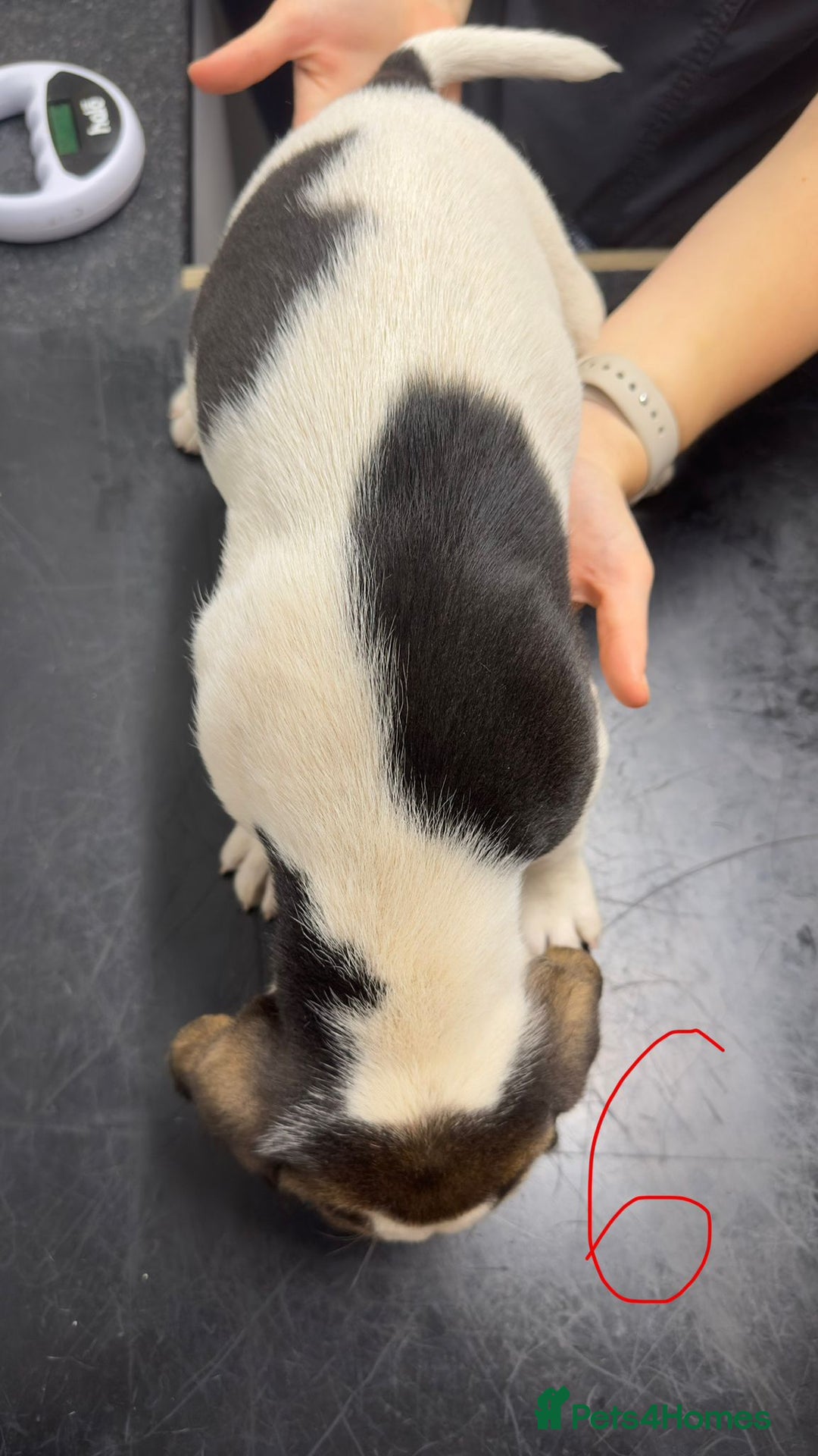 Beagle dogs for sale: Beagle puppies‼️Ready to leave NOW‼️ - Image 23