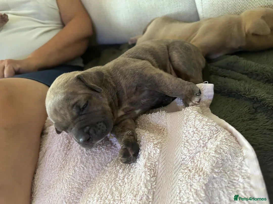 American Bulldog dogs for sale: 🐾 2 Stunning Male Pocket Bullies Available 🐾 - Advert 2