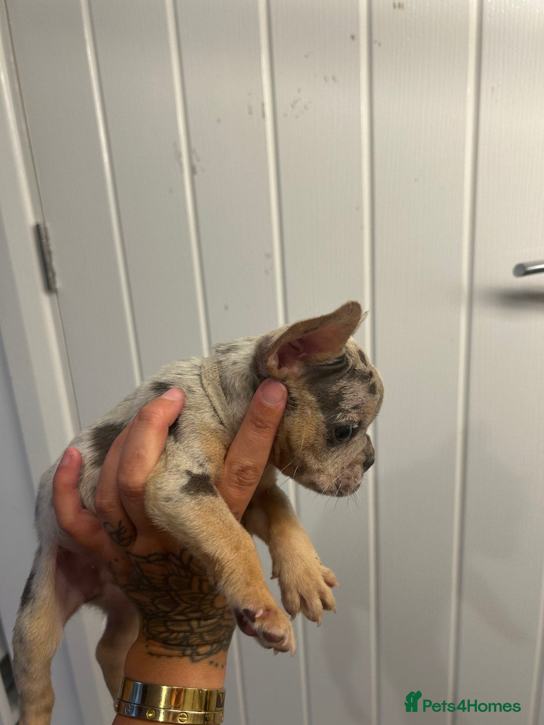 French Bulldog dogs for sale: Ready to go! Beautiful French bulldogs  - Image 24