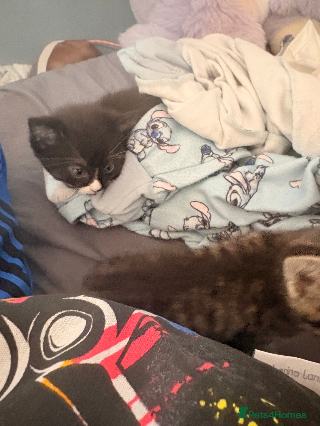 Abyssinian cats for sale: Two boy kittens  - Image 7