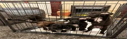 Mixed Breed dogs for sale: 4 mixed breed puppies for sale in Stoke-on-Trent - Advert 5