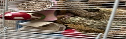 Hamster rodents for sale: Robin hamster with 100x50x50cm cage - Advert 2
