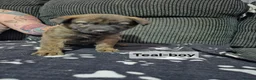 Mixed Breed dogs for sale: German shepherd x dutch shepherd  in Grimsby - Advert 12