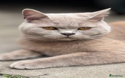 British Shorthair cats for sale: Beautiful Active Male Kitten for Sale – Blue - Image 13