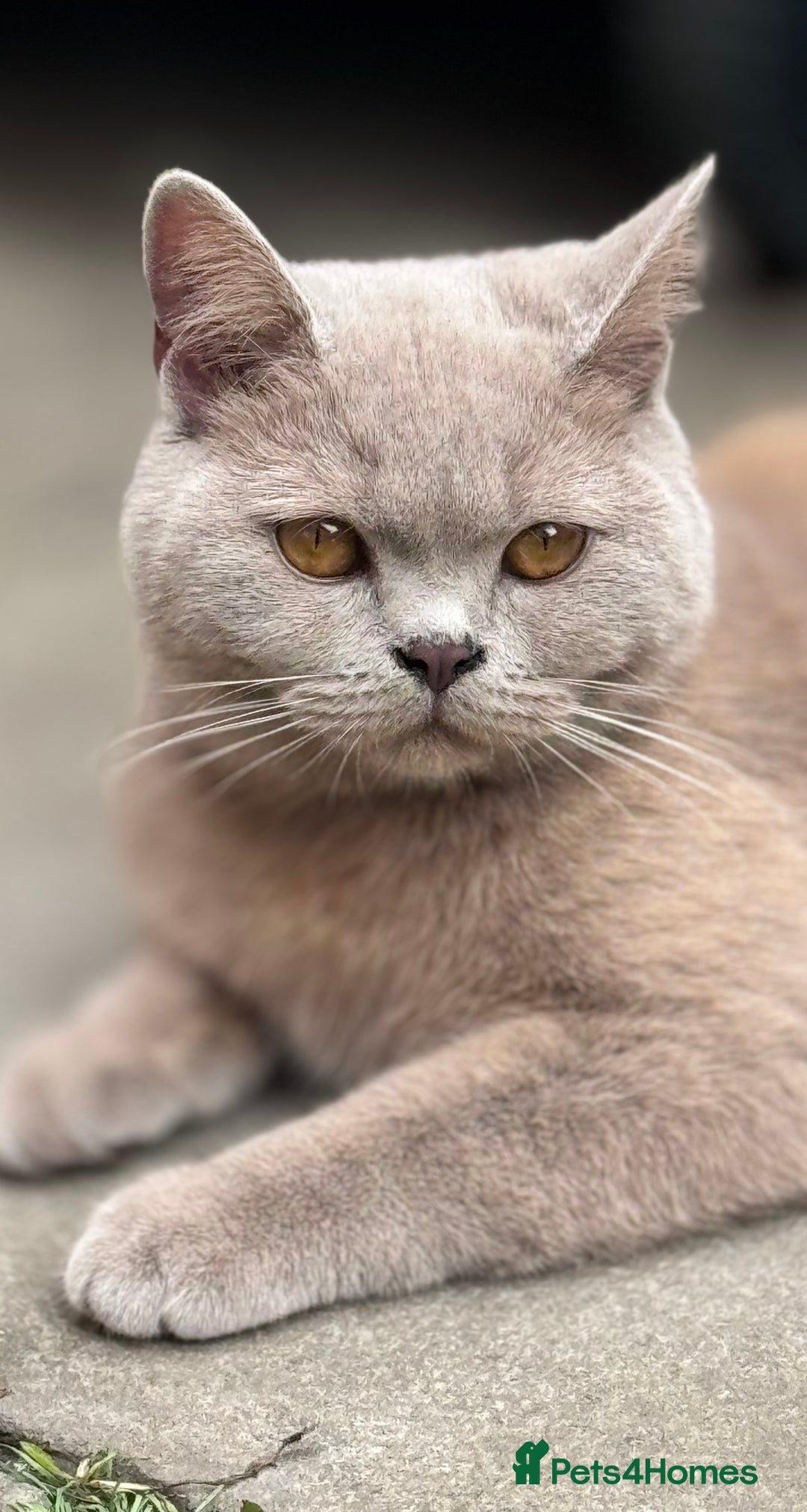 British Shorthair cats for sale: Beautiful Active Male Kitten for Sale – Blue - Image 13