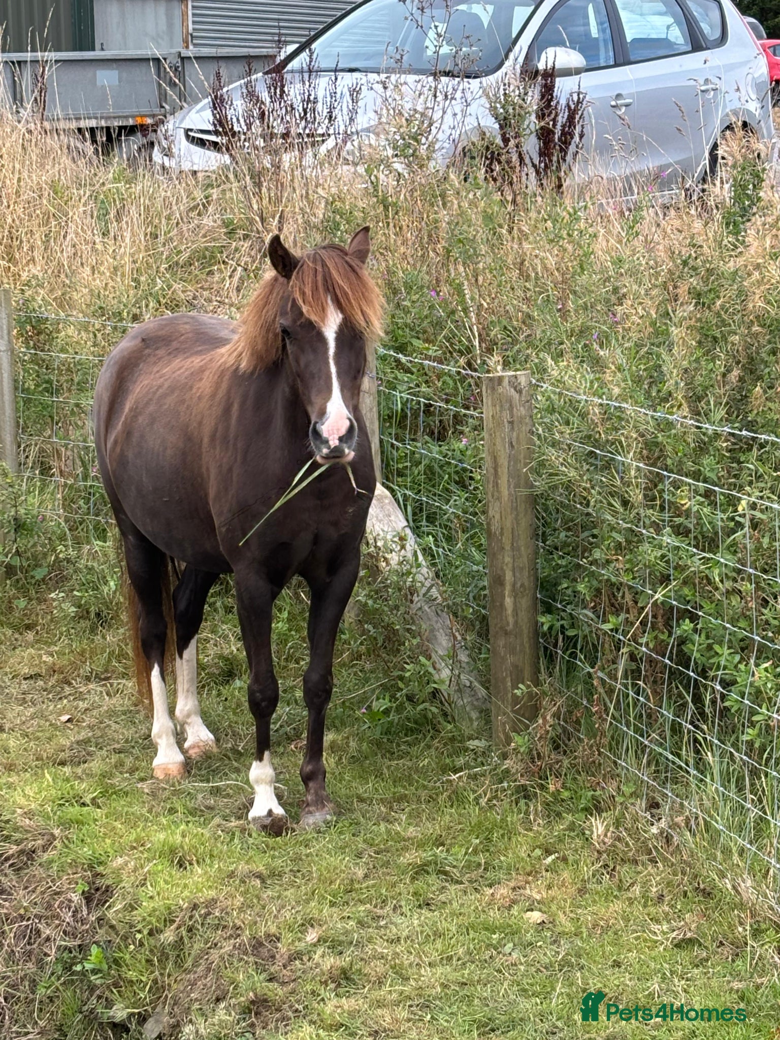 Welsh Section B horses Lucky - Advert 4