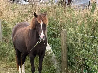 Welsh Section B horses Lucky - Advert 4