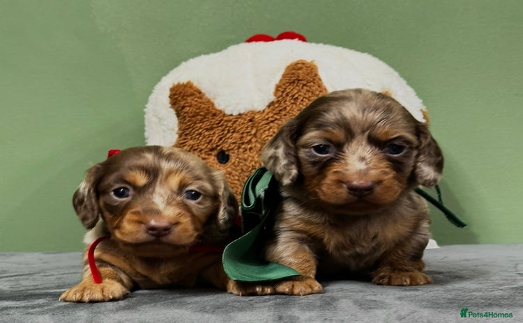 Miniature Dachshund dogs Last 2 Kc Registered Miniature Dachshund puppies - Advert 16