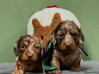 Miniature Dachshund dogs Last 2 Kc Registered Miniature Dachshund puppies - Advert 5