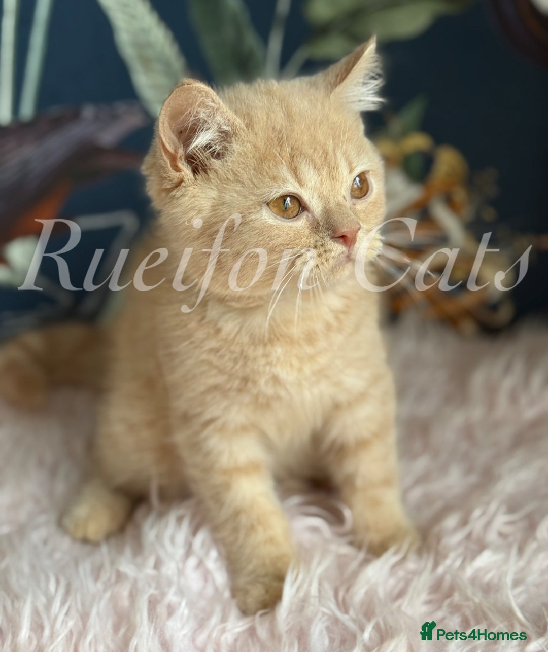 British Shorthair cats for sale: GCCF Registered British Shorthair kittens - Image 3