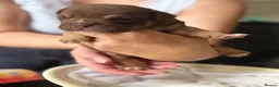 English Bulldog dogs for sale: English bulldog - Advert 7