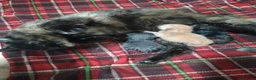 British Shorthair cats for sale: Kittens  - Advert 1