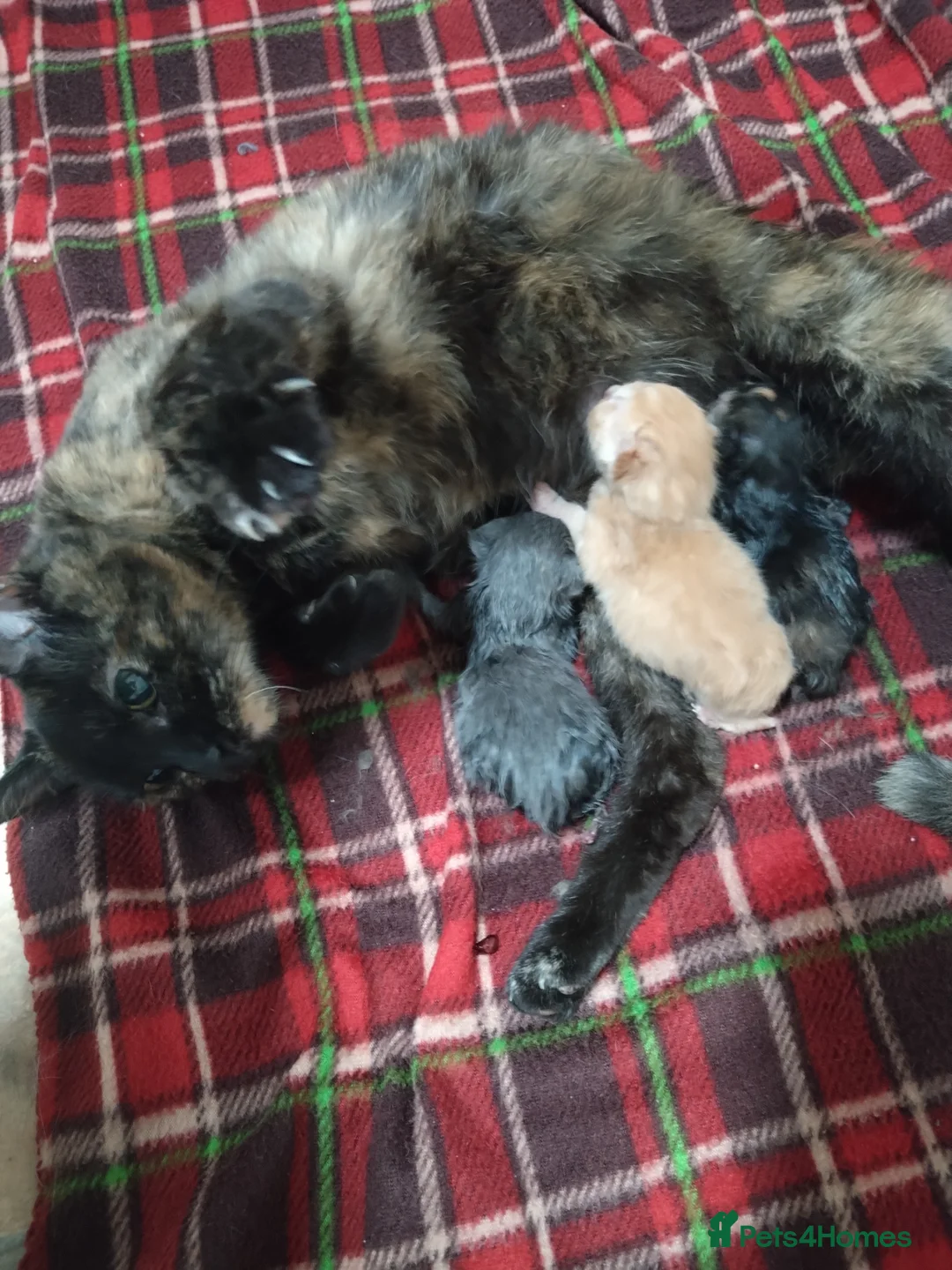 British Shorthair cats for sale: Kittens  - Advert 1