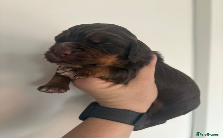 Cocker Spaniel dogs - Advert 3