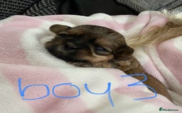 Shih Tzu dogs for sale: NEW Beautiful shih tzu puppies!!  - Image 5