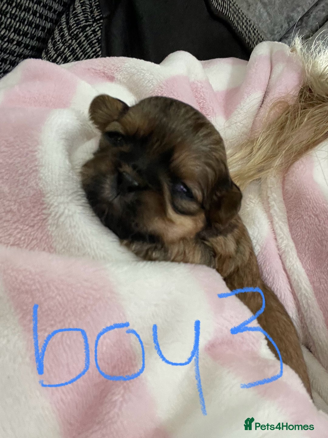 Shih Tzu dogs for sale: NEW Beautiful shih tzu puppies!!  - Image 5