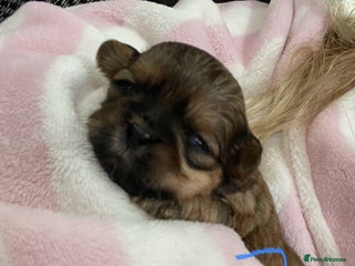 Shih Tzu dogs - Advert 9