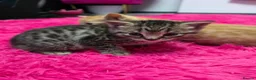 Mixed Breed cats for sale: Beautifull kittens ready to go  - Advert 9