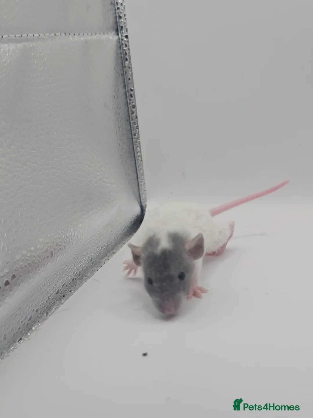 Rat rodents for sale: Baby Dumbo Rats ~ Rex & Double Rex - Advert 2