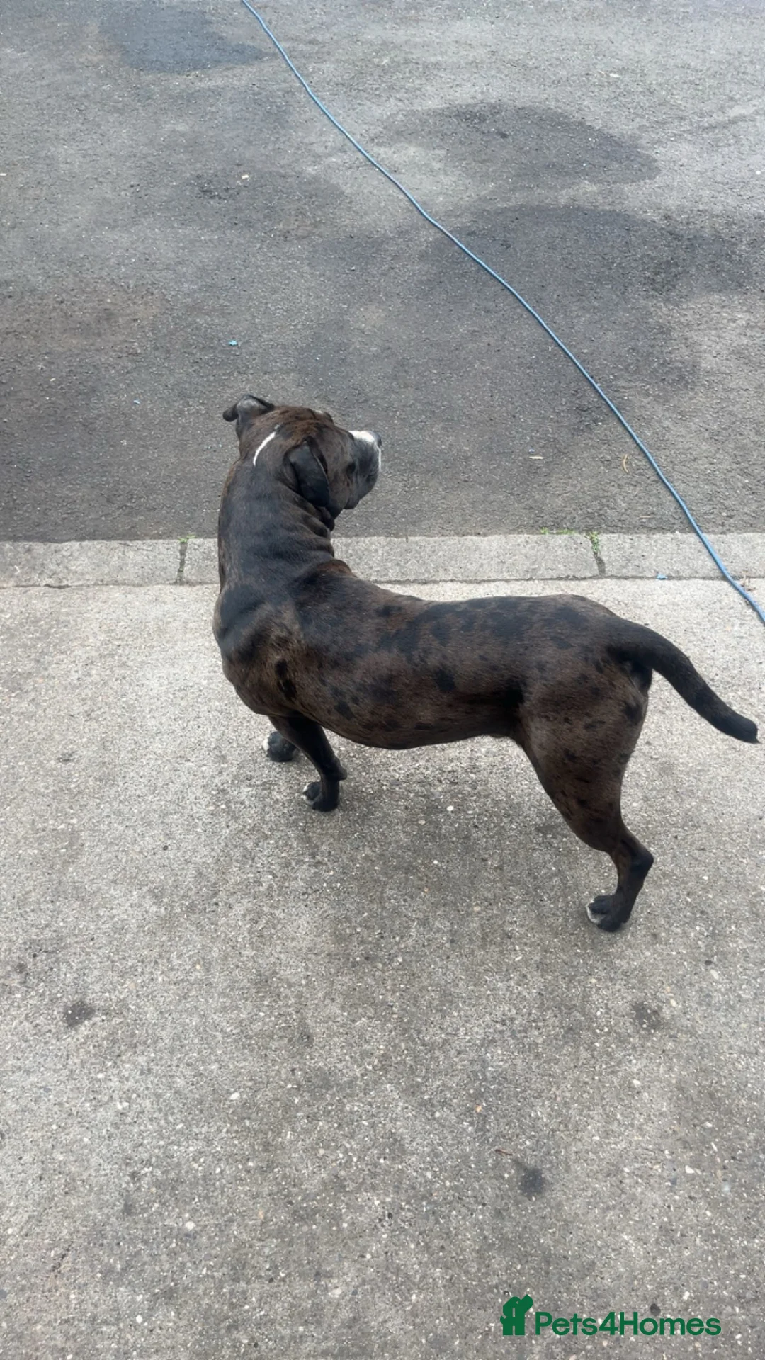 Mixed Breed dogs for sale: 3 year old male staffy cross for sale  in Cramlington - Advert 3