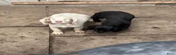 Cocker Spaniel dogs for sale: 2 5 month old spaniel puppies  - Advert 1