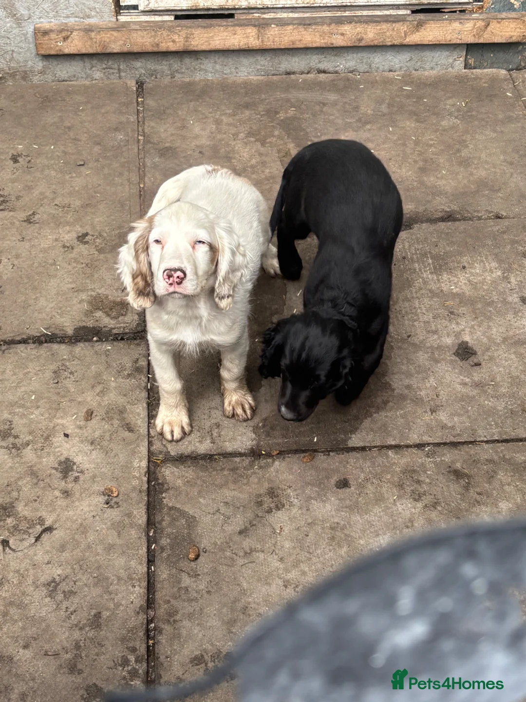 Cocker Spaniel dogs for sale: 2 5 month old spaniel puppies  - Advert 1
