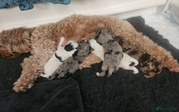 Cockapoo dogs for sale: Lyn Marie Pressley  - Image 10