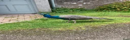 Peafowl poultry for sale: 1 year old peacock for sale in Blairgowrie - Advert 1
