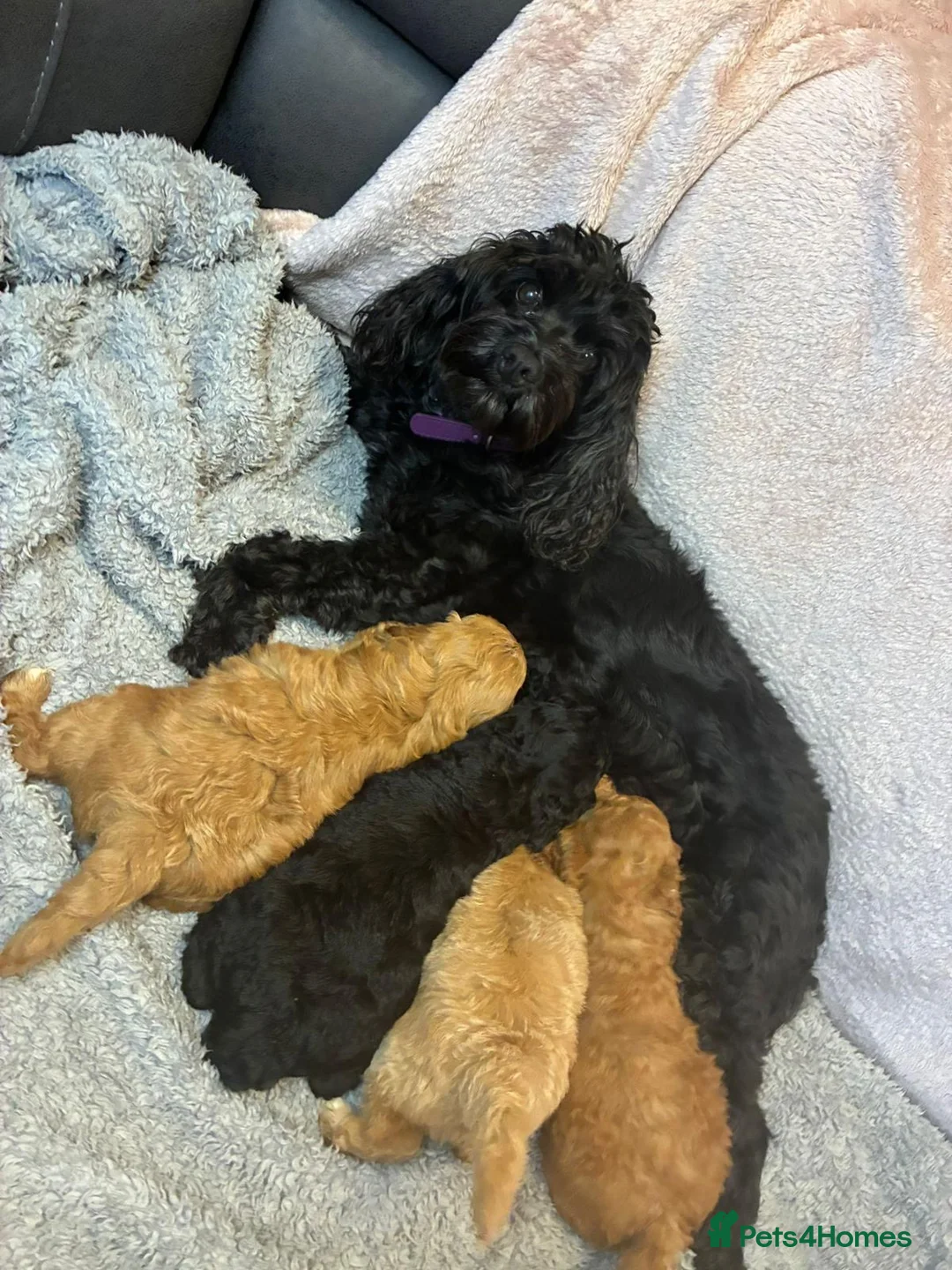 Cavapoo dogs for sale: Gorgeous cavapoo babies  - Advert 2