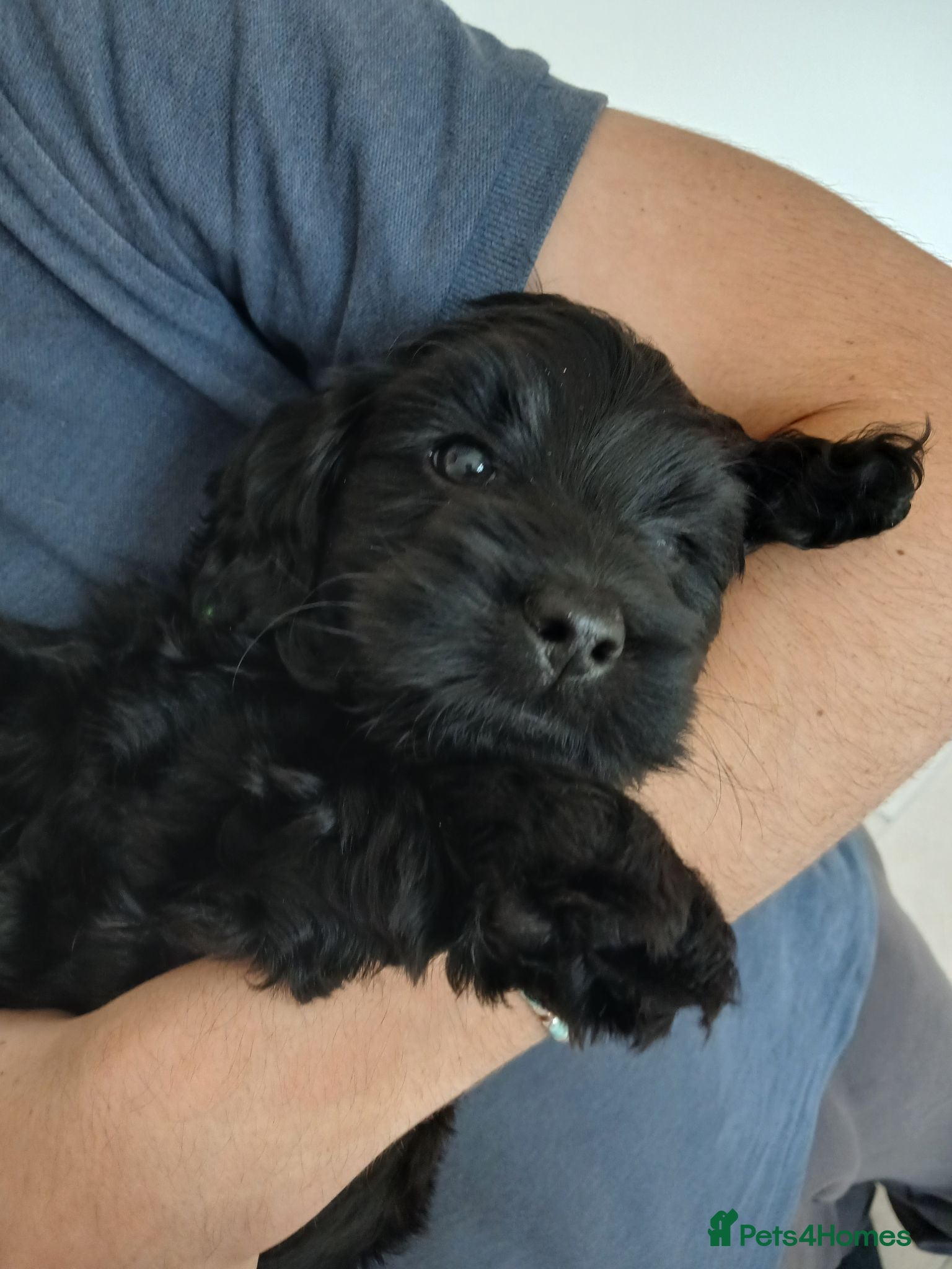 Cockapoo dogs 5 beautiful Toy Cockapoos available - Advert 2