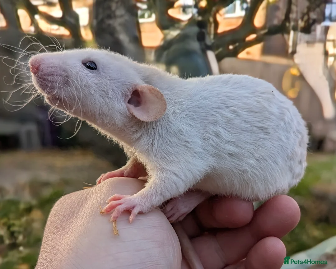 Rat rodents for sale: Baby rats various breeds available - Advert 2