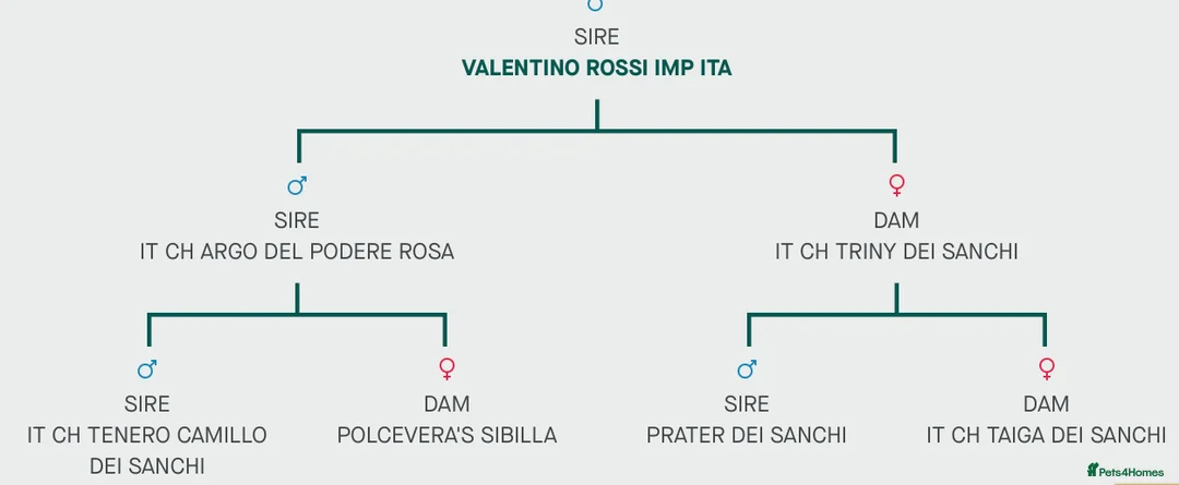 Bracco Italiano dogs for stud: Valentino Rossi Italian Import - Advert 2