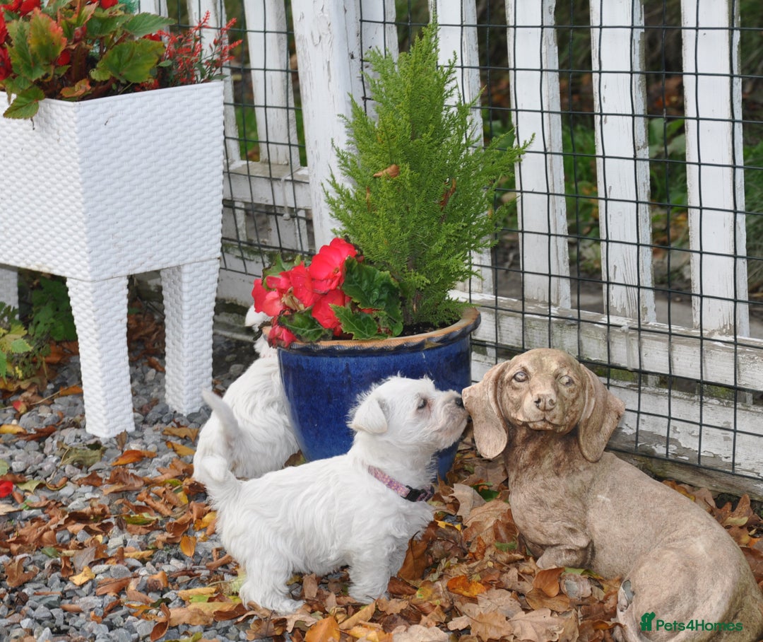 West Highland Terrier dogs for sale: Gorgeous West Highland Terrier Puppies - Image 13