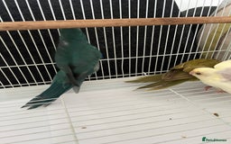 Parakeets birds for sale: Young female kakariki  - Advert 21
