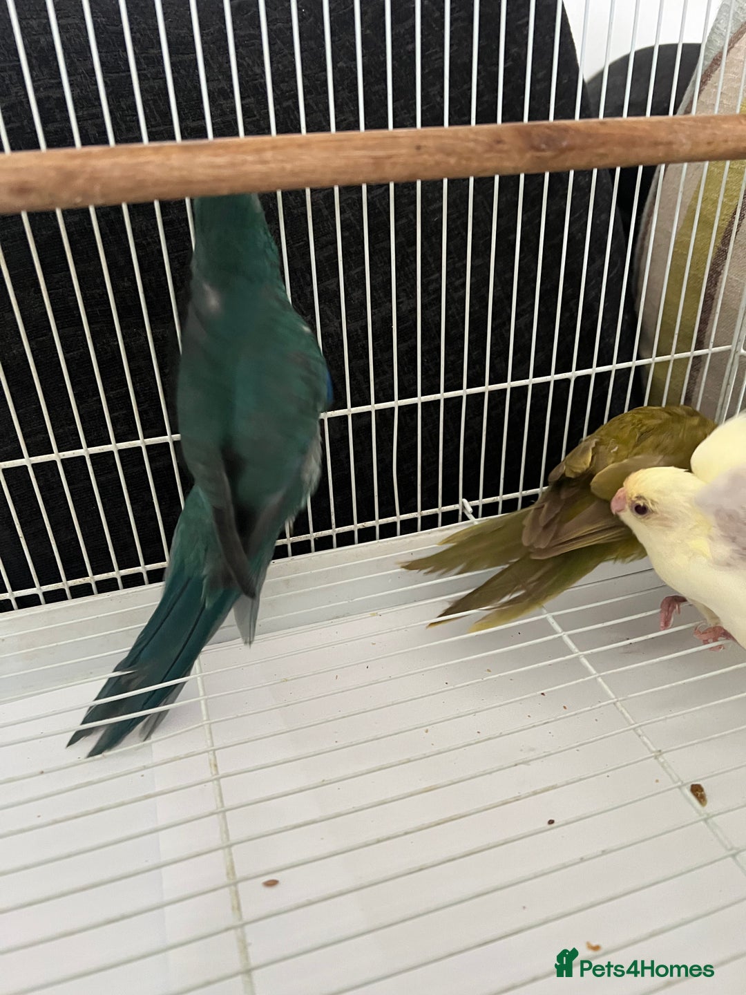 Parakeets birds for sale: Young female kakariki  - Advert 21