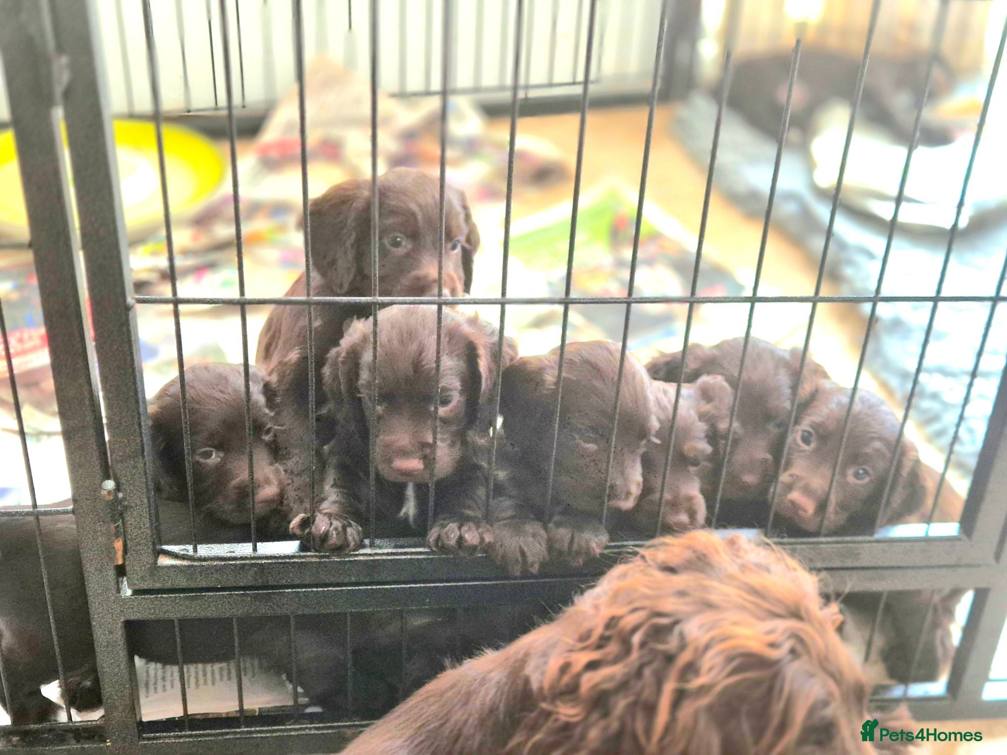 Sprocker dogs Working Sprocker Chocolate Puppies for sale - Advert 2