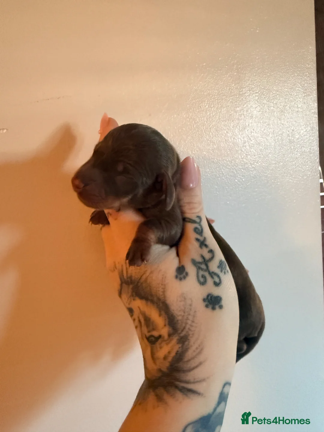 Dachshund dogs for sale: 🤎Tweenie Dachshunds🤎 - Advert 8