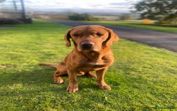 Labrador Retriever dogs for sale: 1 male Labrador puppy - Image 16