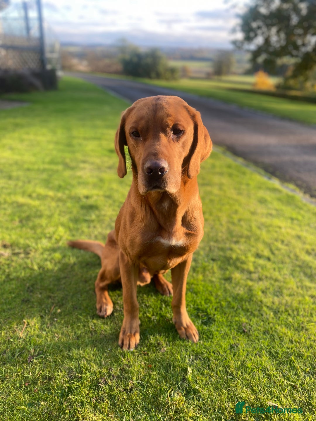 Labrador Retriever dogs for sale: 1 male Labrador puppy - Image 16