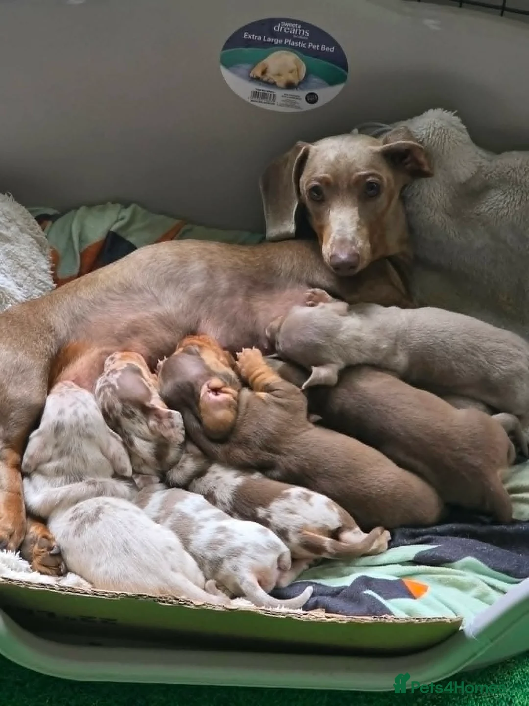 Miniature Dachshund dogs for sale: KC Registered Miniature Dachshund Puppies in Dungannon - Advert 2