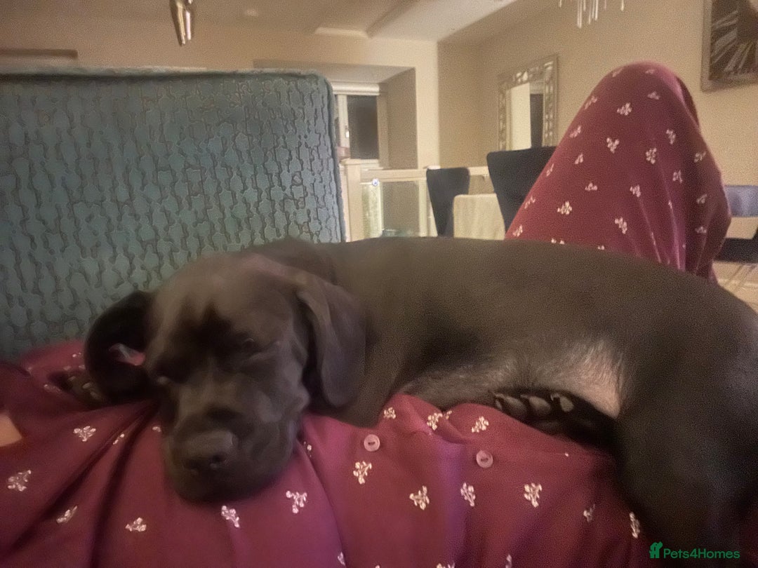 Mixed Breed dogs for sale: Benny - Advert 10