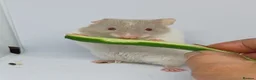 Hamster rodents for sale: ❤❤❤  BABY SYRIAN HAMSTERS ❤❤❤ in Bristol - Advert 11