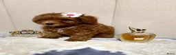 Toy Poodle dogs for sale: 1 Last girl 🏡5⭐ Licensed ESPONJOSO Toy Poodle👑 - Advert 7