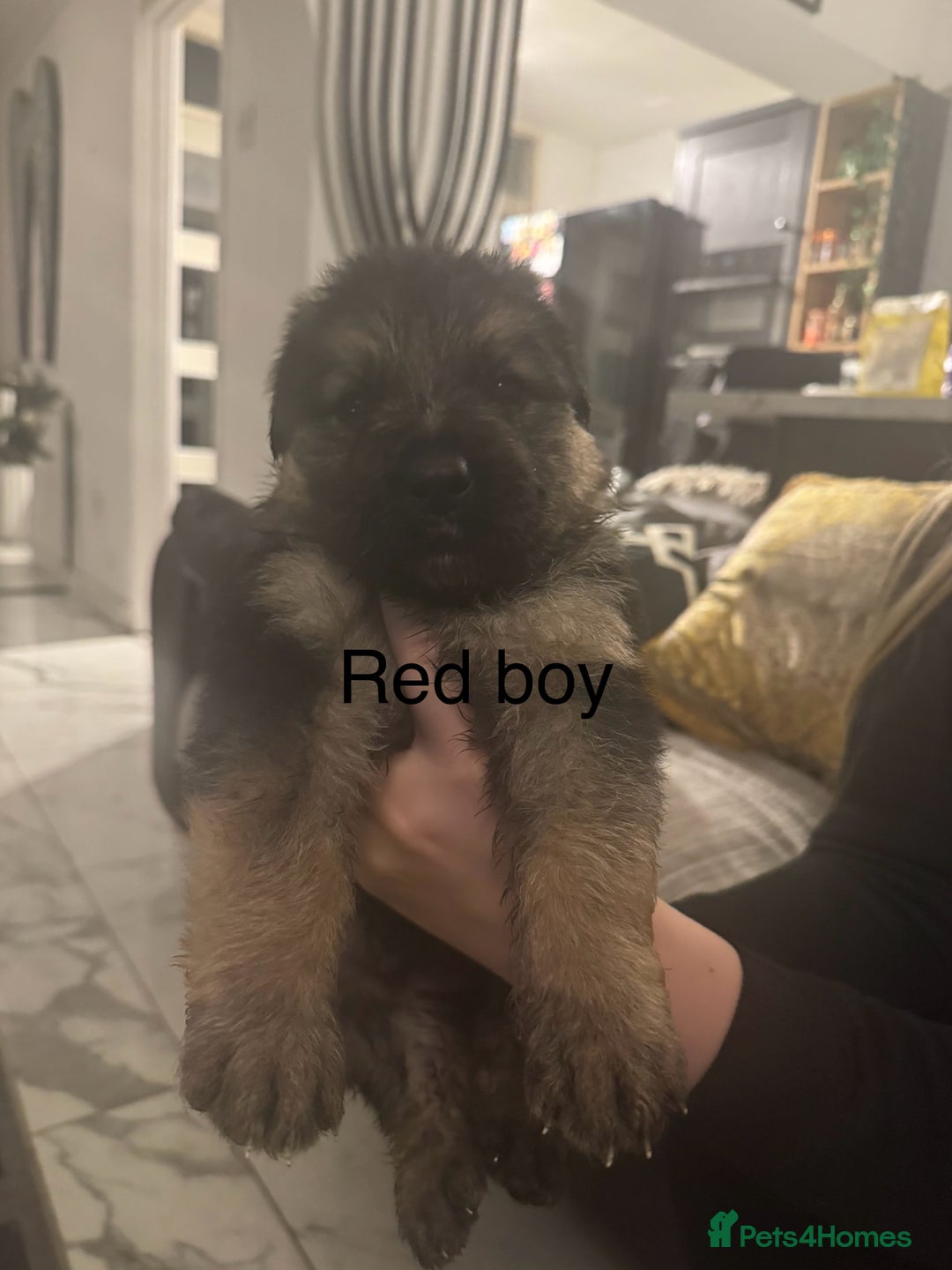 German Shepherd dogs for sale: Long haired German shepherd puppies  - Advert 6