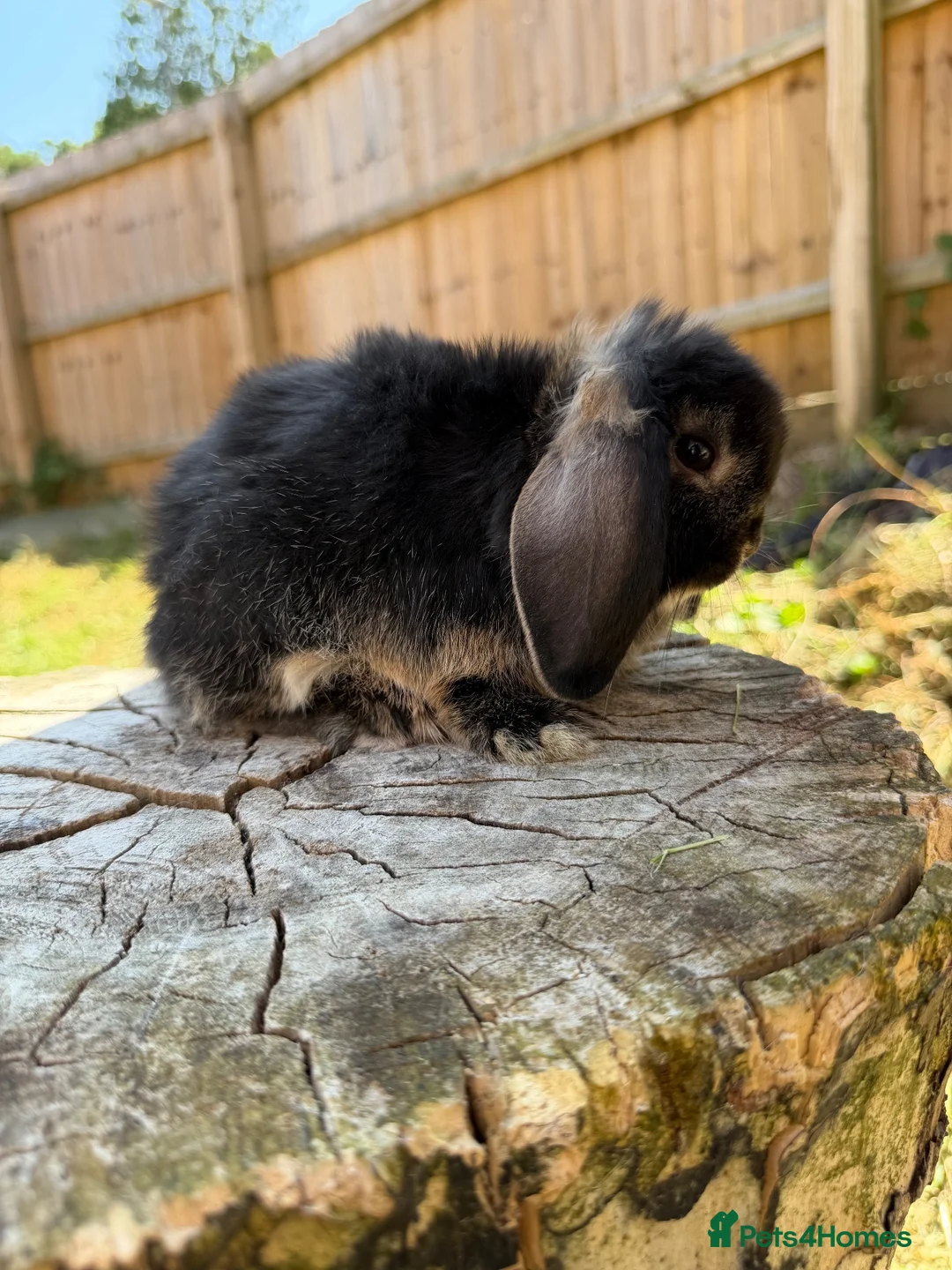 Mini Lop rabbits for sale: Mini lop doe - Advert 5